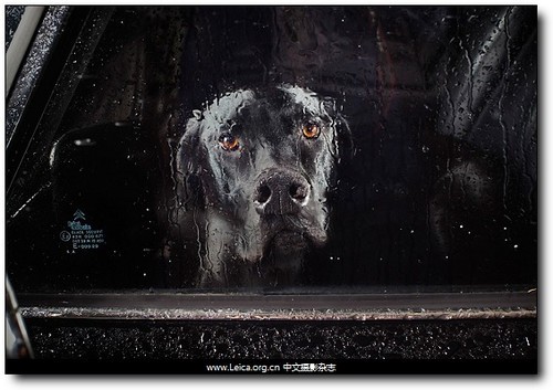 遗弃和隔离的无力感 走进汽车里的狗_数码影像新闻-中关村在线