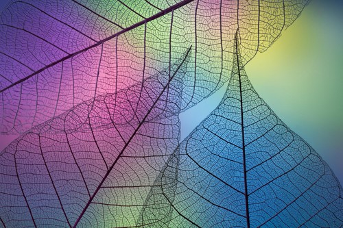 枯叶也有性感一面 奇妙的糖水叶脉照片二_数码