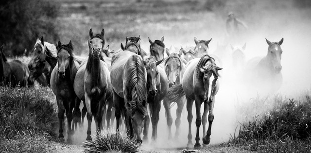 气势恢宏 看摄影家陈志峰镜头下的万马奔腾套图