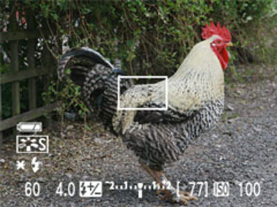 ���ܣ�Canon��40DͼƬ���� ��39�� -ZOL�йش����ߵ�39��