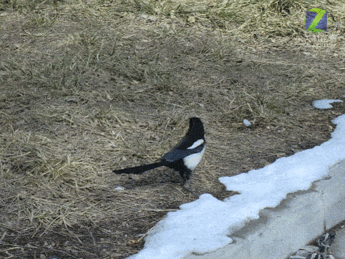 图为:卡西欧z2000 10fps连拍模式