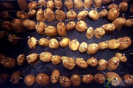 土豆串联 发电有理 国外生物电池DIY