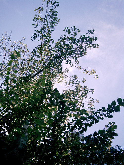 ǿˮDV ΨHDV5J1׷ 