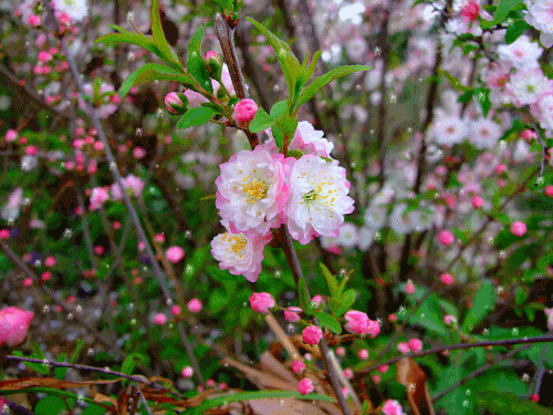 雪花飘落动态图片