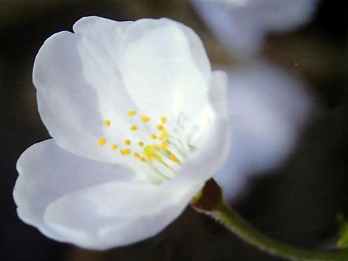 ����A371��Ʒ����  �����δ�����ӣ 