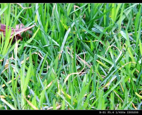 Fujifilm X-S1镜头下的初春