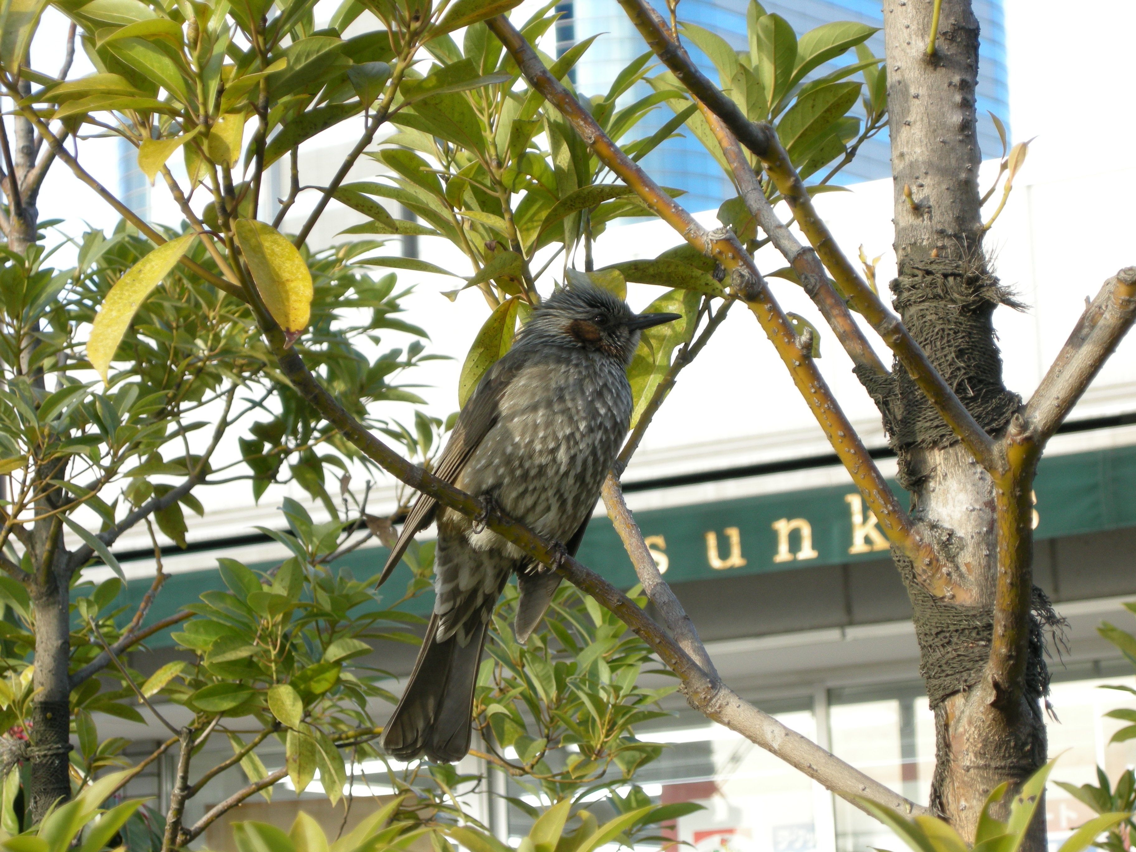 要手动功能 尼康p5000数码相机样张欣赏 (3/9)