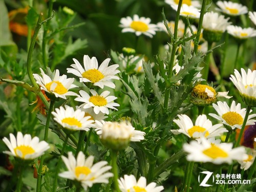 ����ӡ�� ���ܡ�����������SX275 HS���� 