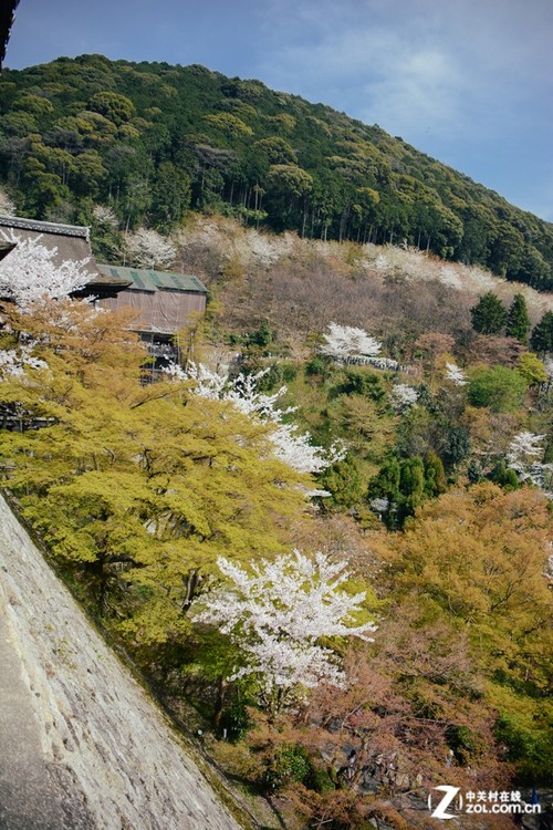 大C游世界 樱花季漫步日本京都清水寺