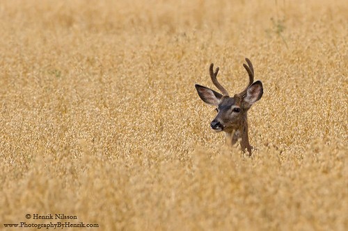 森林的精灵 躲鹿鹿高清摄影作品欣赏 原创