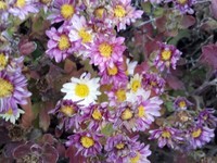 Moto XT912��DROID RAZR��������3