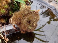 vivo S7 2012��(ȫ��ͨ��������6