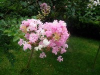 vivo S12 2012��������6