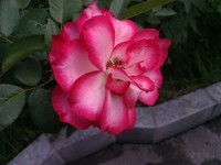 ����V8������4