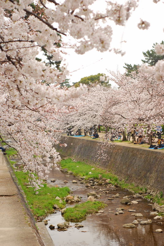 【高清图】 绝景!京都府京都市岚山渡月桥樱花赏图1
