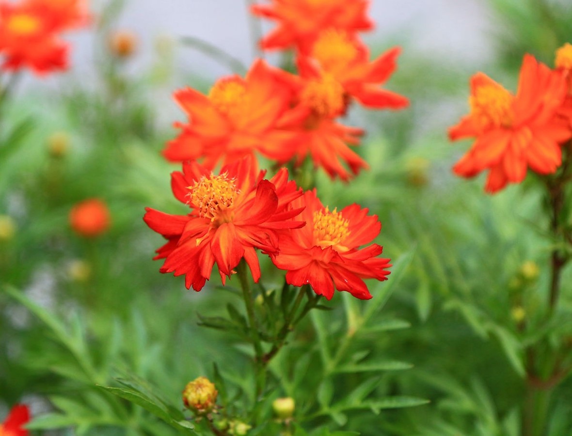 【高清图】 佳能(canon)ef-s 17-55mm f/2.8 is usm实拍样张 图226