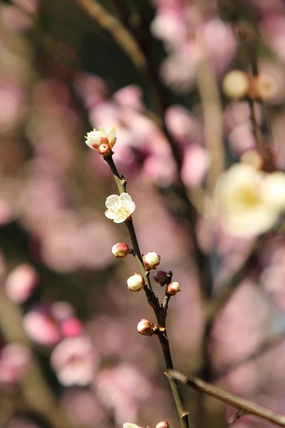 ܣCanon EF ׼佹ͷ/ͷ 24-105mm F4L IS IIUSM