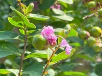 ƻ��iPhone 15 Pro��512GB��������4