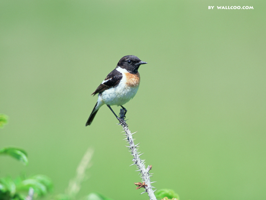 清脆悦耳的声音 1024x768小鸟壁纸