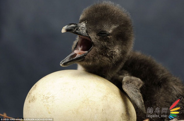 【高清图】 摄影记录动物破壳过程图3