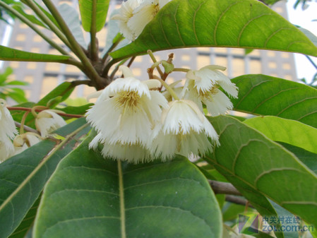 �콢��ȫ����DV ����HD-A85������� 