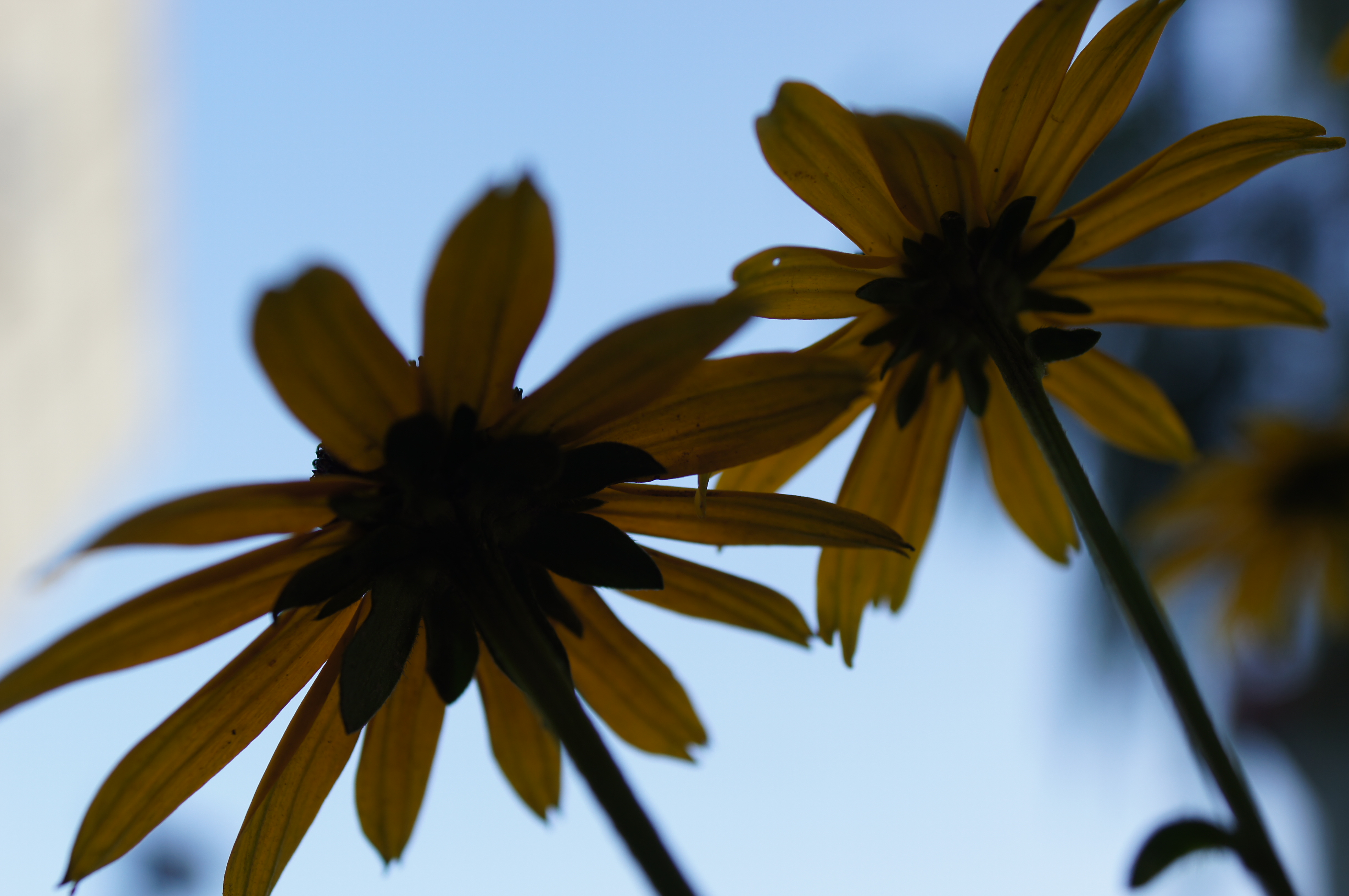 数码相机 索尼数码相机 索尼a580 图片 返回综述页