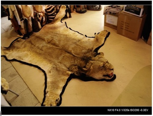 开普敦街头林立的民俗礼品店,不仅有极富特色的手工艺术品,更有像狮皮