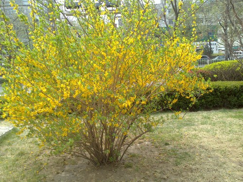 С�ɻ�����òʺ����� ˫������ST25i���� 