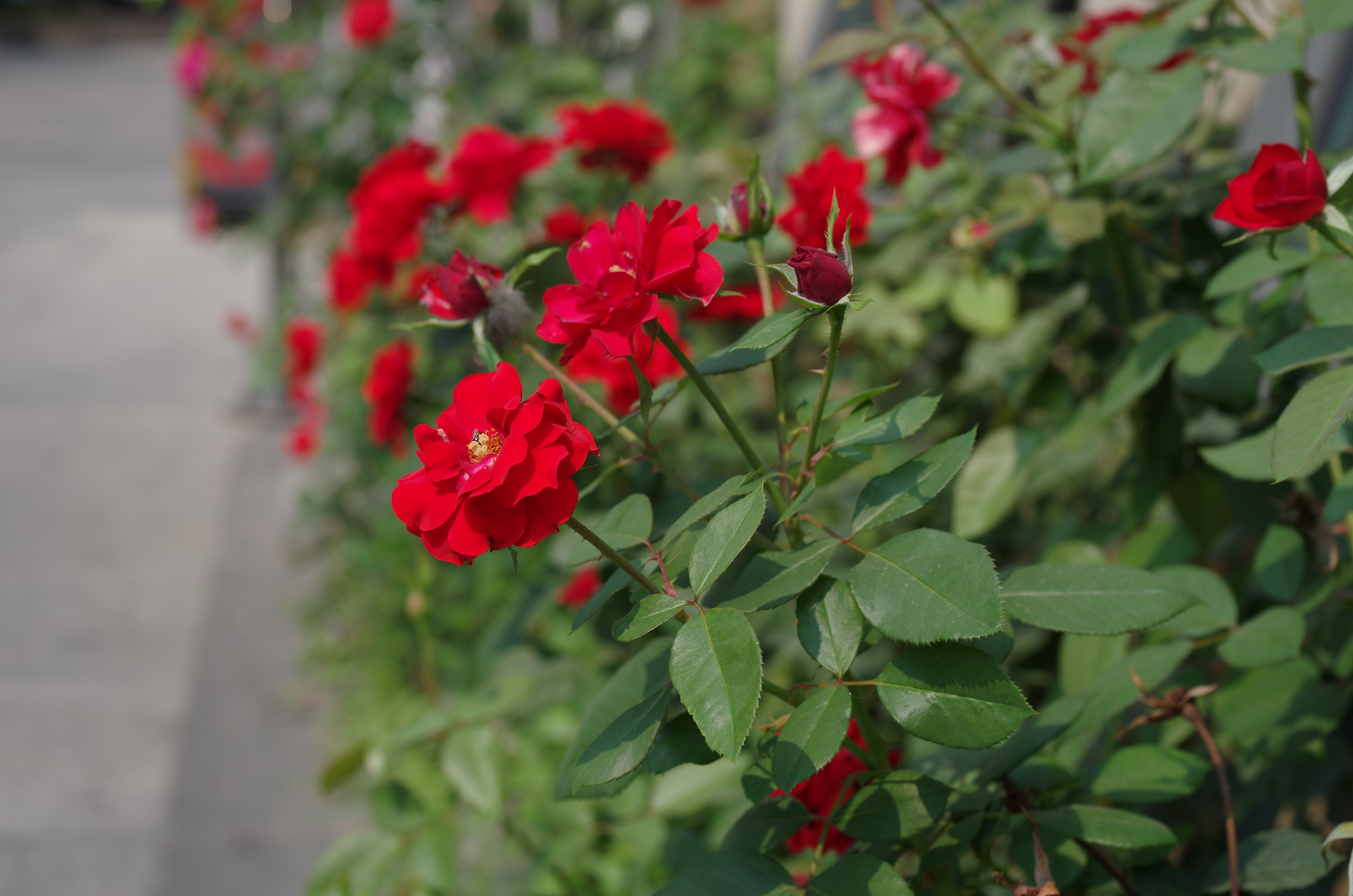 硬汉造型铸就最强三防单反 宾得k30评测